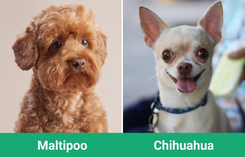 Maltipoo vs Chihuahua: Jaka jest różnica? (ze zdjęciami)