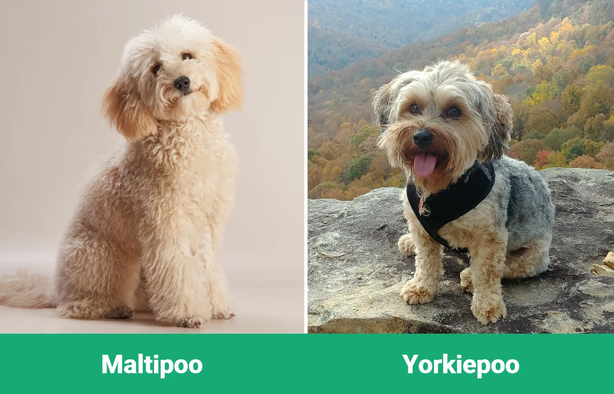 Maltipoo vs. Yorkie - Jak wypadają w porównaniu? (ze zdjęciami)