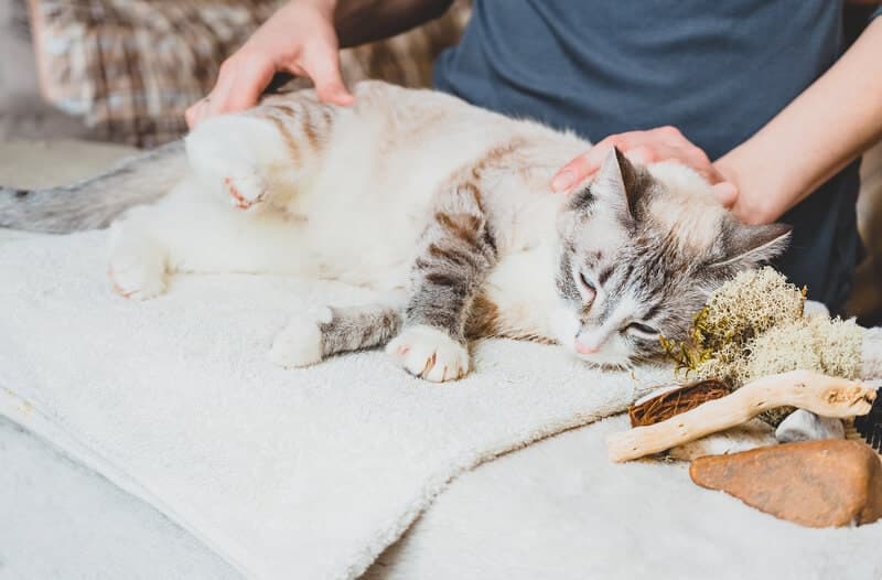 Co to jest masażysta kotów? Kiedy powinieneś się z nim spotkać?