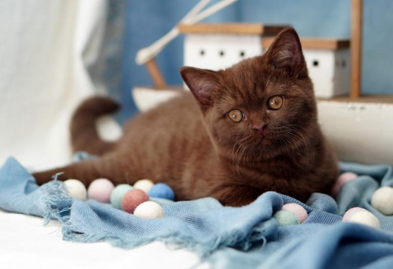 12 kolorów brytyjskich kotów krótkowłosych (z opisami i zdjęciami)