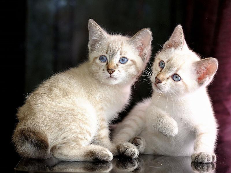 Co warto wiedzieć o posiadaniu kota rasy Mekong Bobtail: