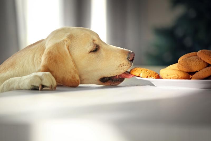 Czy psy mogą jeść ciastka? Fakty potwierdzone przez weterynarza!