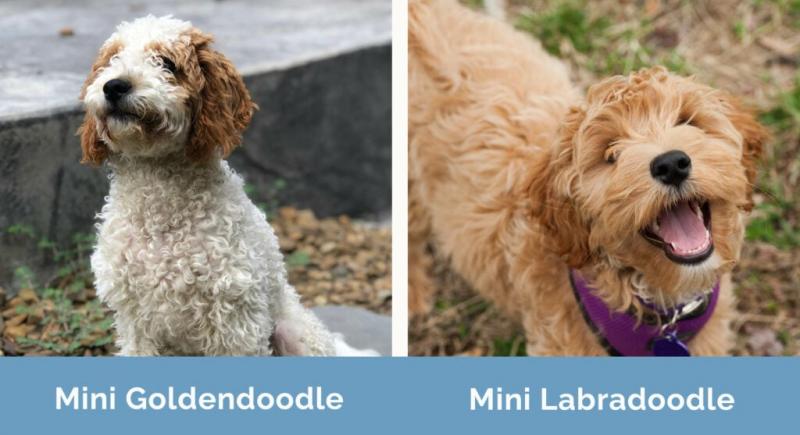 Mini Goldendoodle vs Mini Labradoodle: Wyjaśnienie różnic (ze zdjęciami)