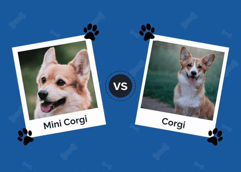 Mini Corgi vs. Corgi: Dokładne porównanie ras