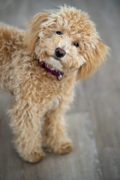 Przewodnik po rasie psów miniaturowych Goldendoodle: Zdjęcia, informacje, pielęgnacja i więcej!