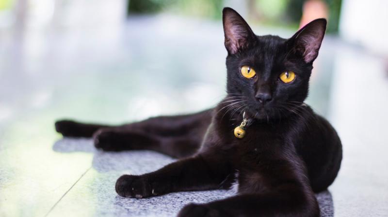 Syndrom czarnego kota: Przyczyny, adopcje i najczęściej zadawane pytania