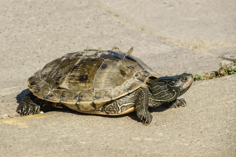 Co się stanie, jeśli skorupa żółwia zostanie uszkodzona?