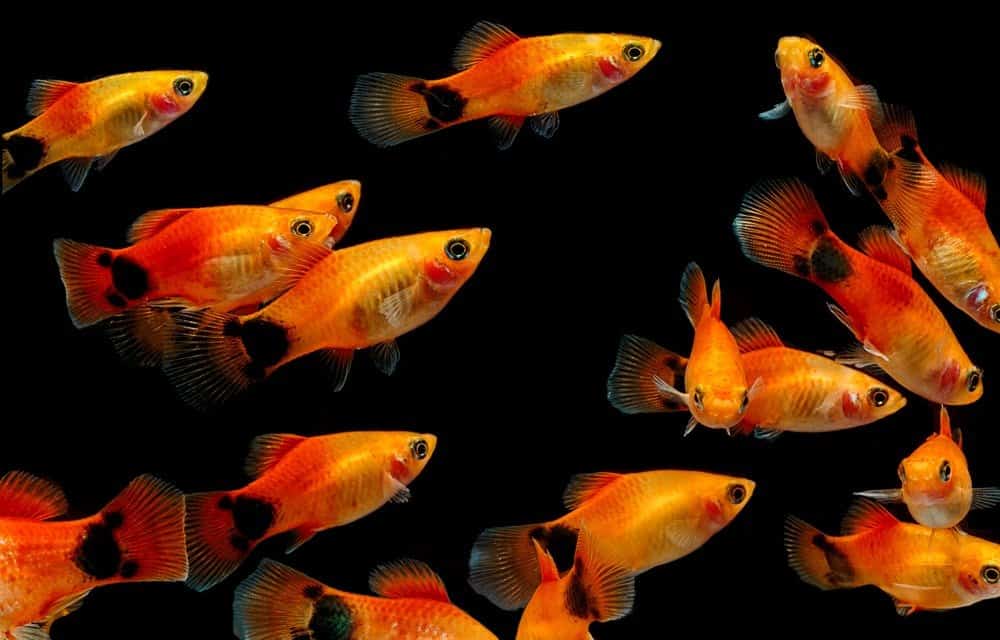 14 popularnych rodzajów rybek Molly: kolory, gatunki i ogony (ze zdjęciami)