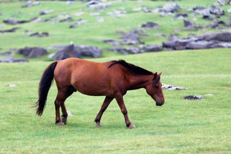 mongolian-horse-breed-profile-5776310