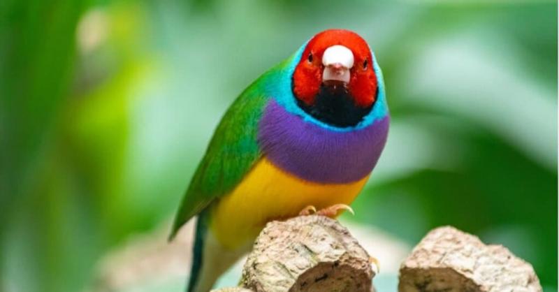 10 najdroższych ptaków domowych na świecie (ze zdjęciami)