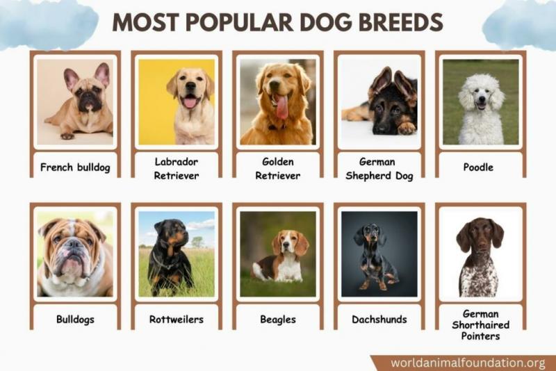 10 najpopularniejszych ras psów w Massachusetts w