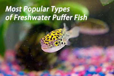 7. Ocellated Puffer