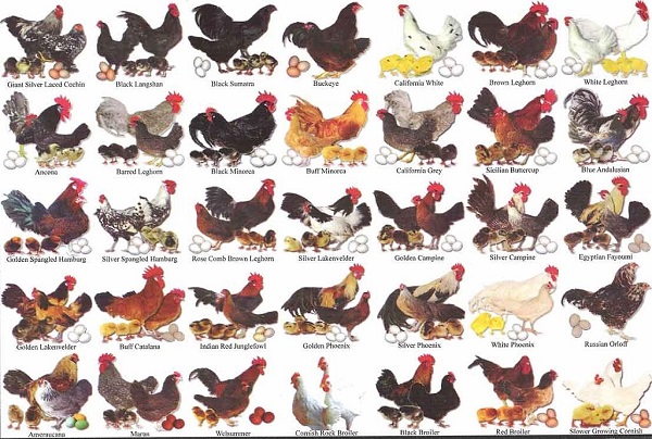 10 afrykańskich ras kurczaków (ze zdjęciami)