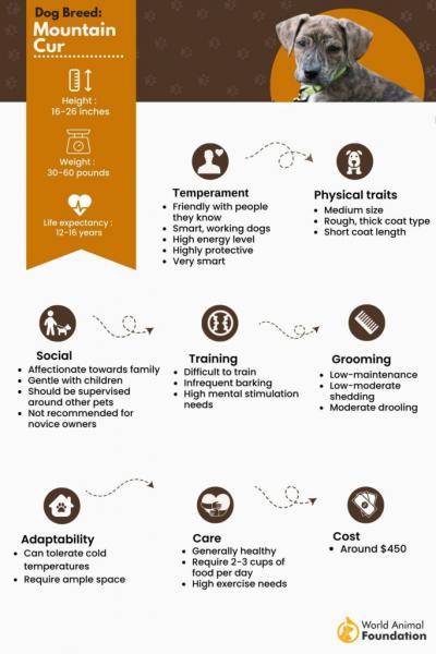 Przewodnik po rasie psów Mountain Cur: Informacje, zdjęcia, pielęgnacja i więcej!