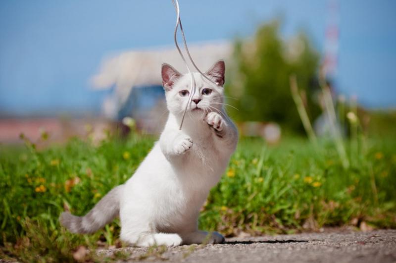 Czy sznurki są bezpieczne dla kotów?