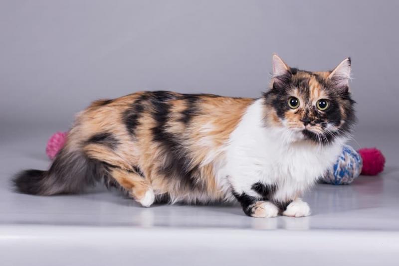 3. Nic dziwnego, że najkrótszym kotem na świecie jest munchkin.