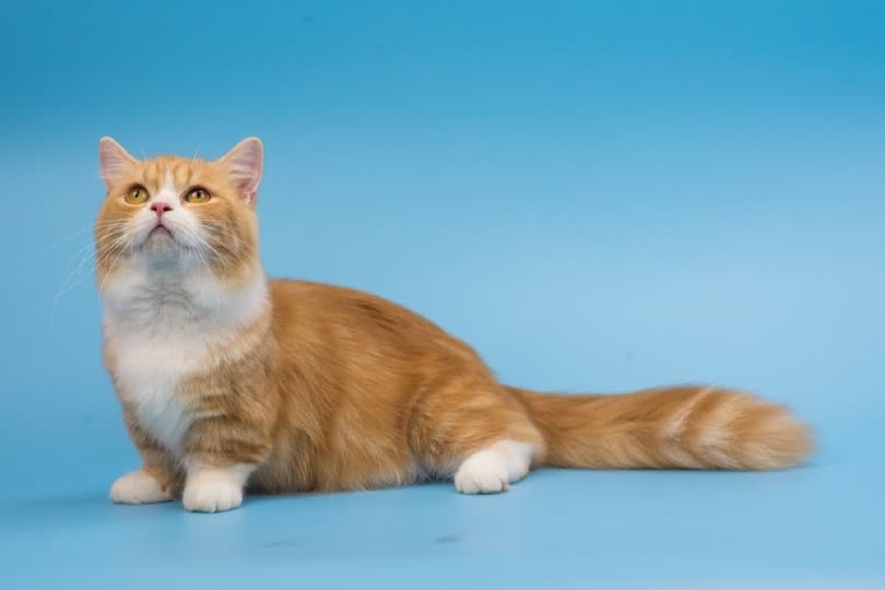 Czy koty Munchkin są hipoalergiczne? Fakty zatwierdzone przez weterynarza i często zadawane pytania