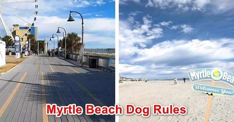 1. Czy psy mogą przebywać poza plażą Myrtle Beach?