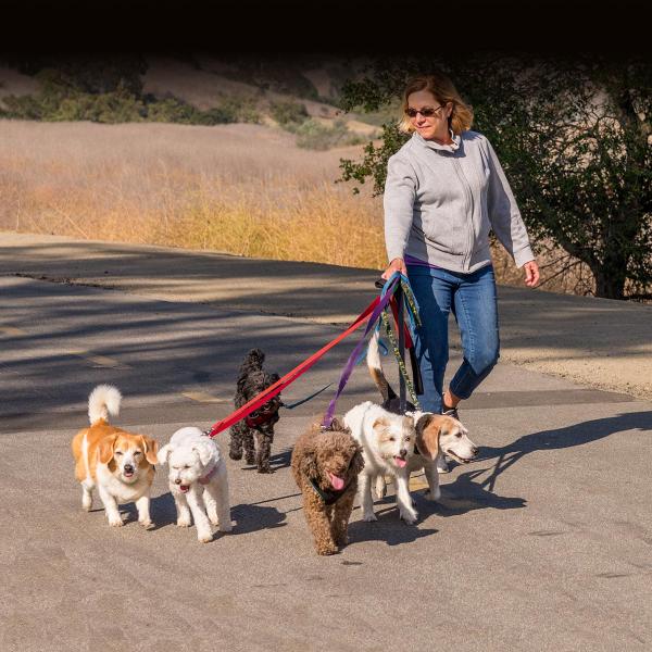 10 Statystyki dotyczące spacerów z psami w 2024 r.: Jak często ludzie wyprowadzają swoje psy na spacer?