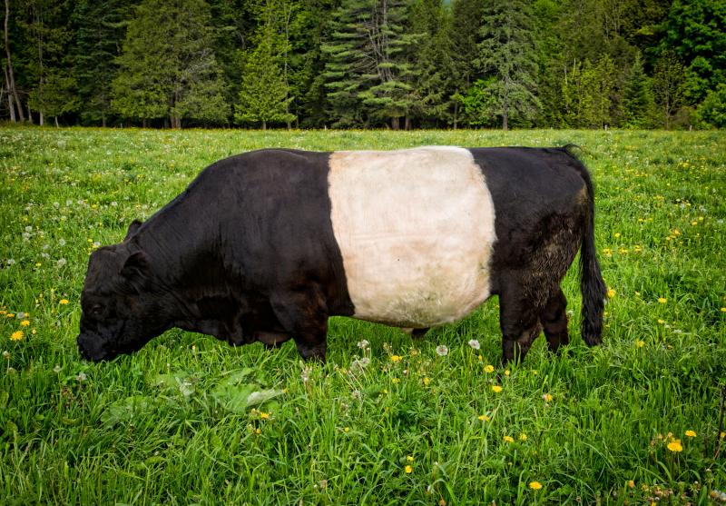 Krótkie fakty na temat rasy Belted Galloway