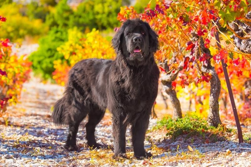 8 pięknych umaszczeń i wzorów psów nowofundlandów (ze zdjęciami)