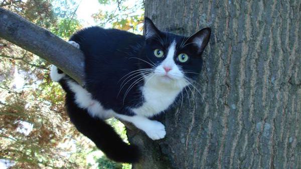 1. Mój kot utknął na drzewie. Czy powinienem wezwać pogotowie, straż pożarną czy policję?