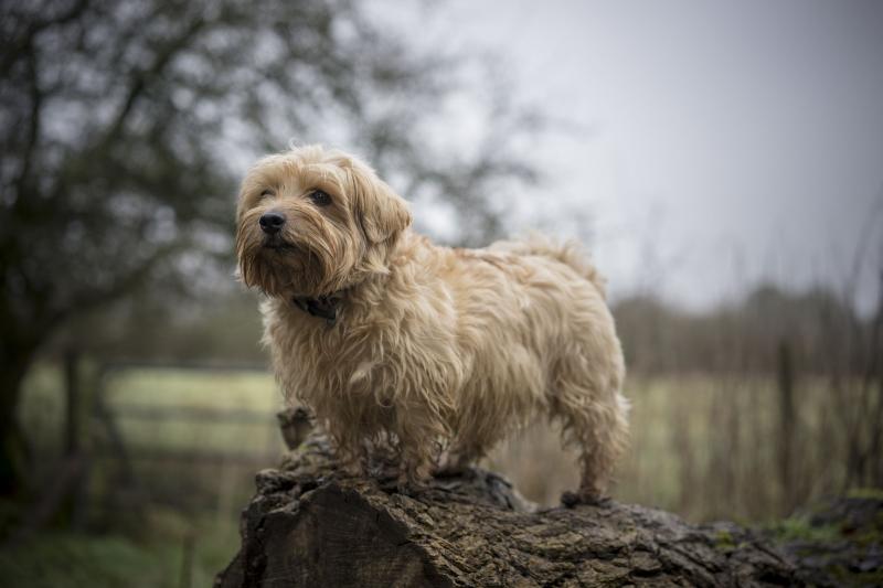 Przewodnik po rasie psów Norfolk Terrier: Informacje, zdjęcia, pielęgnacja i więcej!