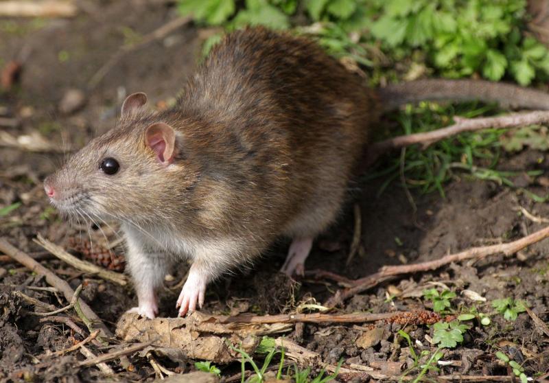 15 interesujących faktów na temat szczurów: Zatwierdzone przez weterynarza cechy i historia