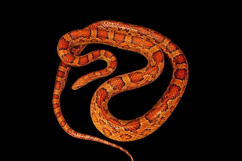 30 najrzadszych morfów węża zbożowego