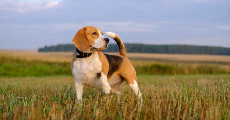 Jak długo żyją beagle? Średnia długość życia, dane i opieka