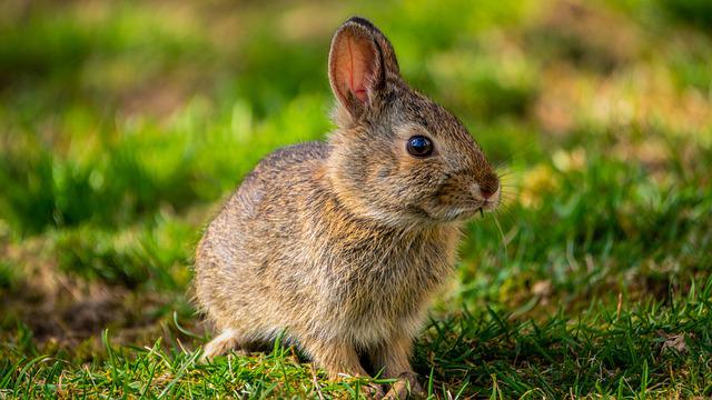 Czym karmić królika: dieta roślinna
