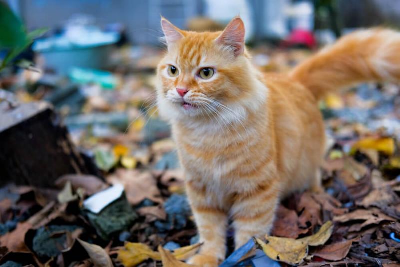 10 najpopularniejszych ras kotów pomarańczowych