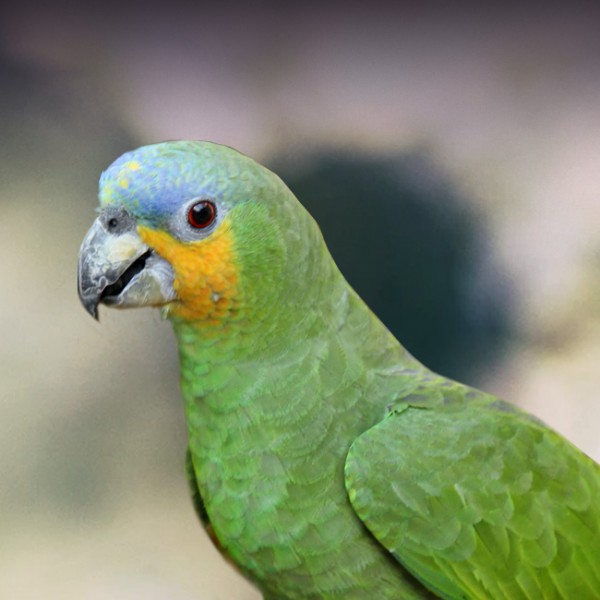Papuga niebieskoskrzydła: Osobowość, żywienie i pielęgnacja (ze zdjęciami)