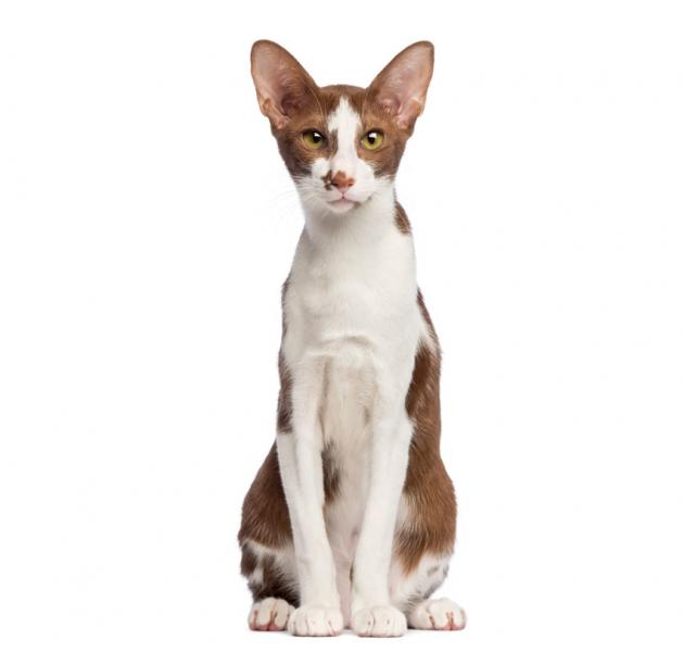 Czy koty orientalne krótkowłose dogadują się z innymi zwierzętami?