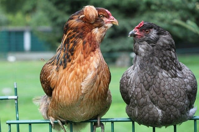 Pochodzenie kurczaków Araucana