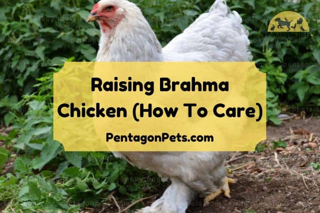 Czy kurczaki Brahma są odpowiednie dla Ciebie?