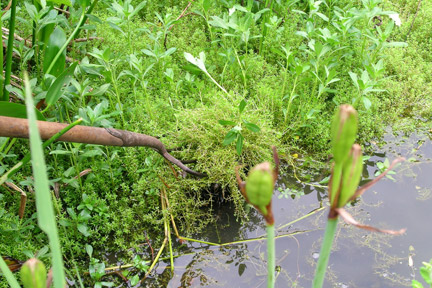 10. Hydrilla