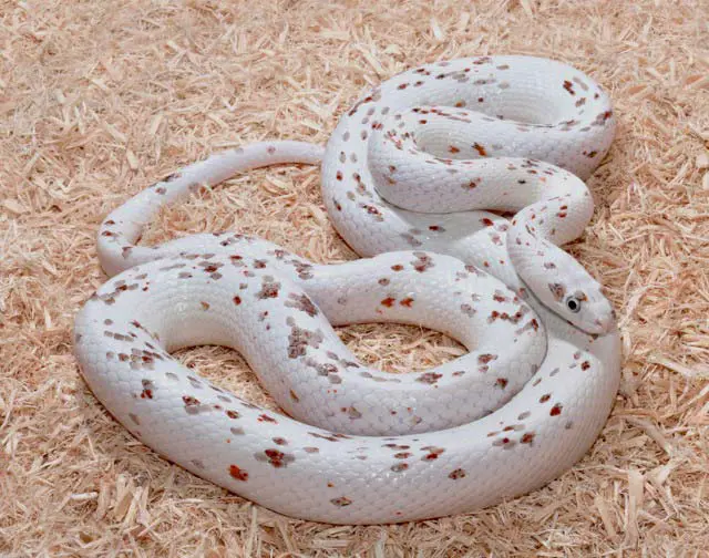 4. Aztec Corn Snake Morph