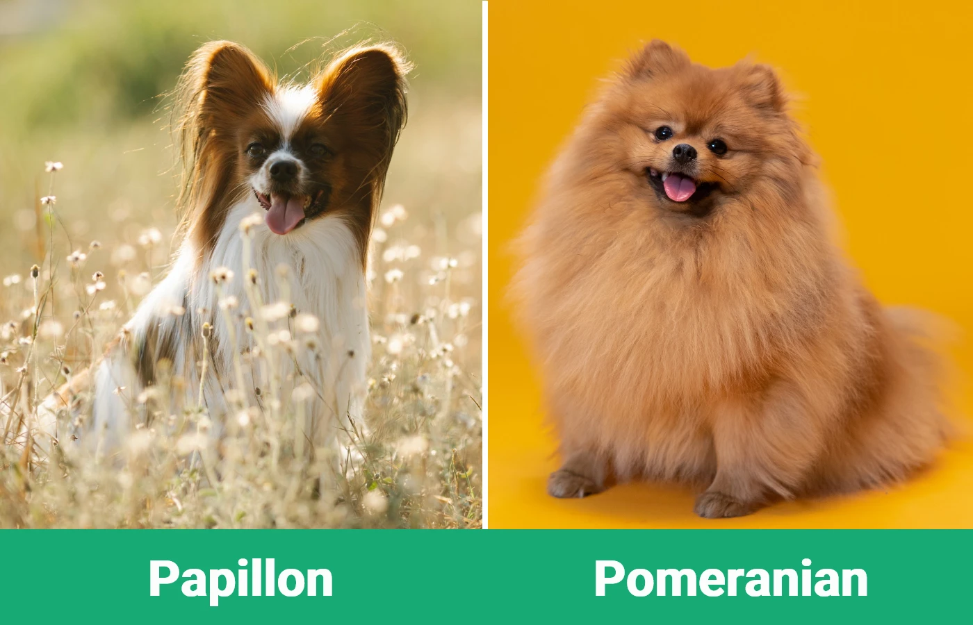 Papillon a Pomeranian: Jaka jest różnica? (ze zdjęciami)