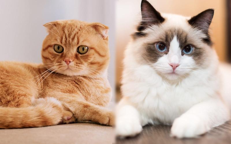 Temperament i inteligencja Scottish Fold Ragdoll Mix