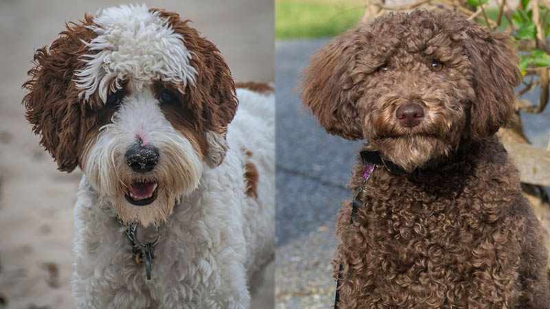 Rzeczy, które warto wiedzieć, posiadając australijskiego mini goldendoodle'a