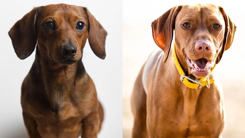 Jamnik Vizsla Mix: Przewodnik pielęgnacji, zdjęcia, temperament i więcej