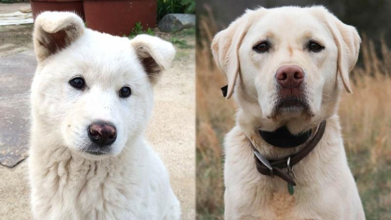 Jindo Lab Mix: Zdjęcia, pielęgnacja, informacje i więcej