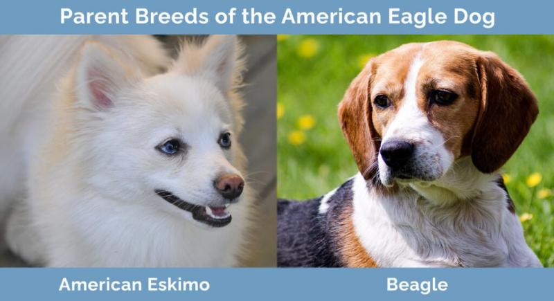 American Eagle Dog (Beagle & American Eskimo Mix): Zdjęcia, informacje i pielęgnacja