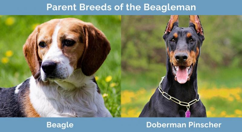 Szczenięta rasy Beagleman
