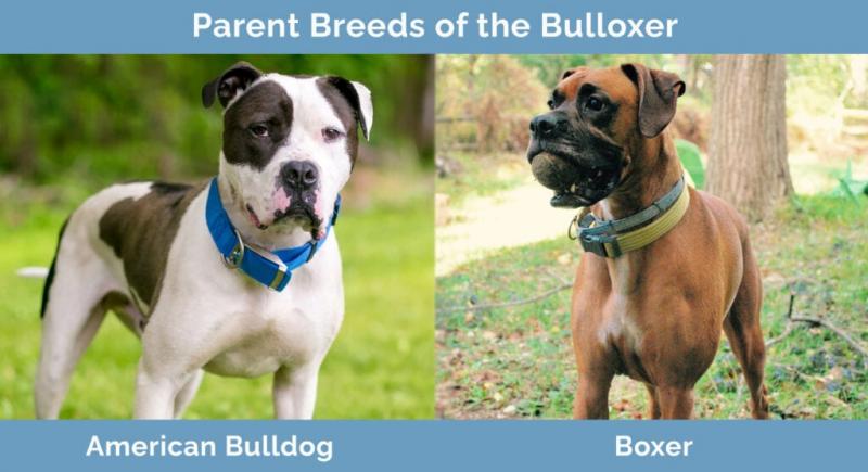 Banter Bulldogge (mieszanka boksera i buldoga) - rasa psów: zdjęcia, pielęgnacja i cechy