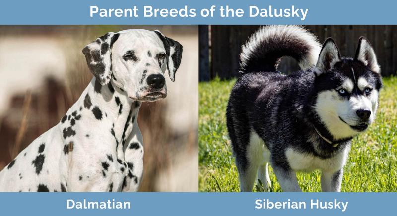 Dalusky (mieszanka dalmatyńczyka i husky): Zdjęcia, przewodnik, informacje i pielęgnacja