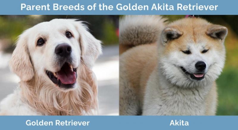 Akita Golden Retriever - rasa mieszana: pielęgnacja, zdjęcia, informacje i więcej