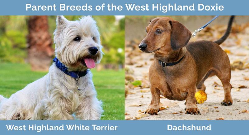 Charakterystyka rasy West Highland Doxie