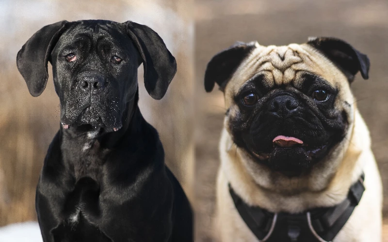 Szczenięta rasy Cane Corso Pug Mix